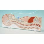 MW8 Tube Feeding Simulator (NG, OG And PEG) - Image 2