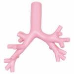 MW19 Difficult Airway Management Simulator For Bronchofiberscopy - Image 2