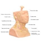 MW30 Head and Neck Palpation Trainer - Image 4