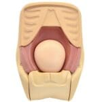 MW38 Uterine Involution Assessment Simulator - Image 4