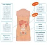 Abdominal Examination Simulator (without Auscultation) MW43 - Image 3