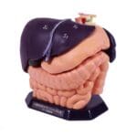 Anatomical organ model "ECHOZOU" US-1 - Image 2