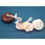 Fetus Ultrasound Examination Phantom SPACE FAN ST US-7A - Image 3