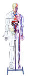 A100 Full-figure Nervous and Circulatory System Model