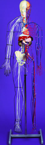 A100 Full-figure Nervous and Circulatory System Model - Image 2