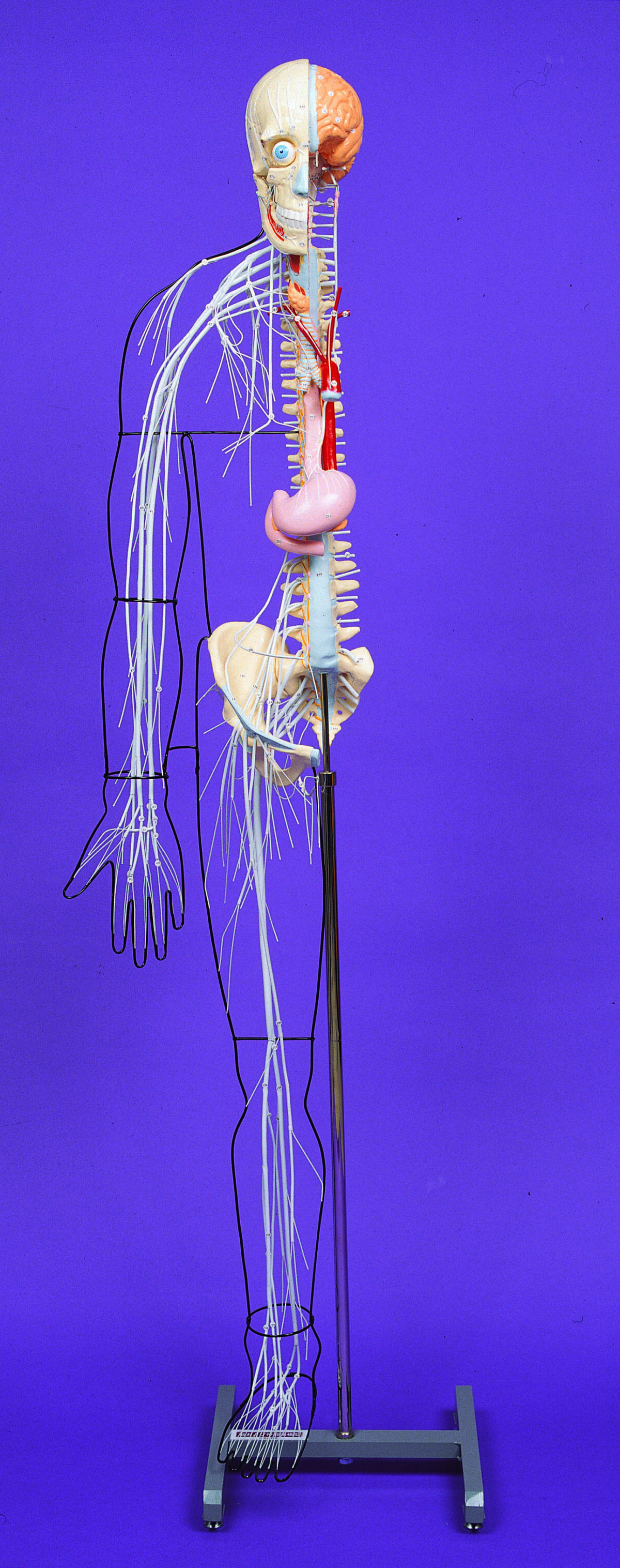 A25 Full-figure Nervous System Model - Image 4