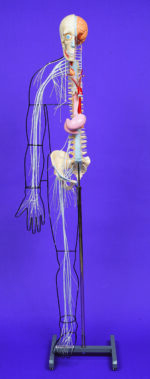 A25 Full-figure Nervous System Model - Image 4
