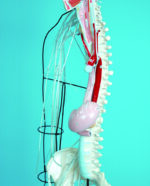 A25 Full-figure Nervous System Model - Image 3