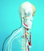 A25 Full-figure Nervous System Model - Image 2