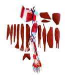 A2D Dissectible Anatomy of Arm (parts)