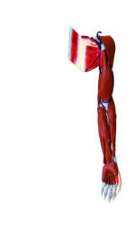 A2D Dissectible Anatomy of Arm (parts) - Image 2