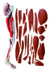A3D Dissectible Anatomy of Leg (parts)