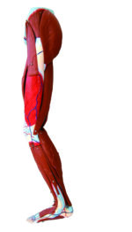A3D Dissectible Anatomy of Leg (parts) - Image 2