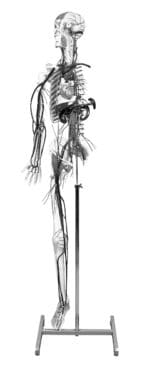 A62 Circulatory System with Skelton Model - Image 2