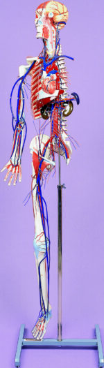 A62 Circulatory System with Skelton Model - Image 3