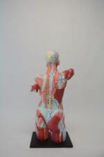 A1A Human Anatomy Torso (dual sex) - Image 2