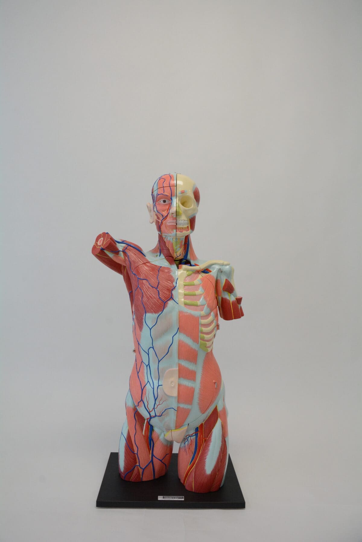 A1A Human Anatomy Torso (dual sex) - Image 8