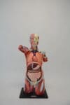 A1A Human Anatomy Torso (dual sex)