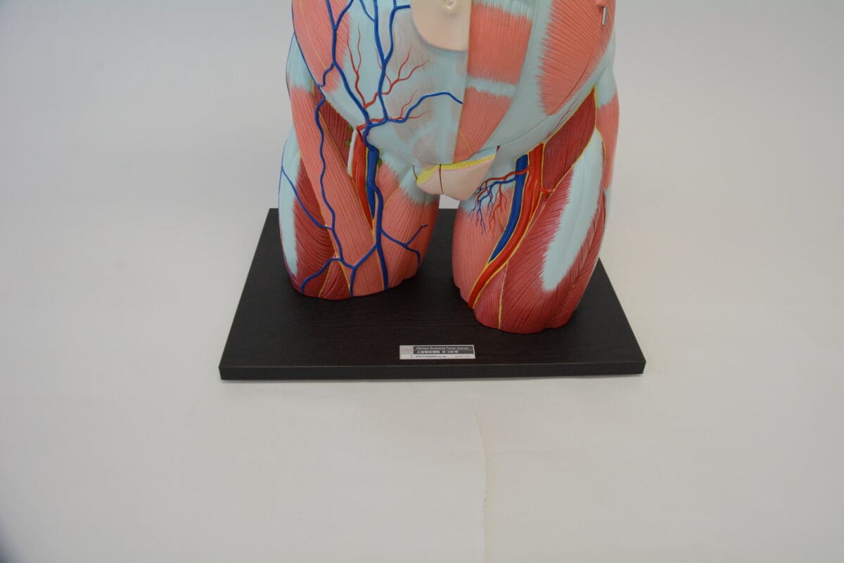 A1A Human Anatomy Torso (dual sex) - Image 7