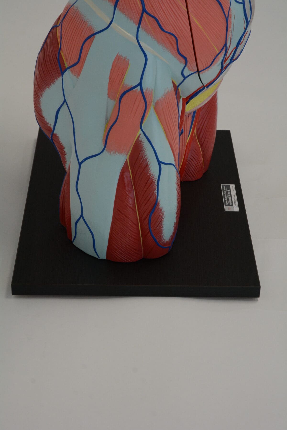 A1A Human Anatomy Torso (dual sex) - Image 6