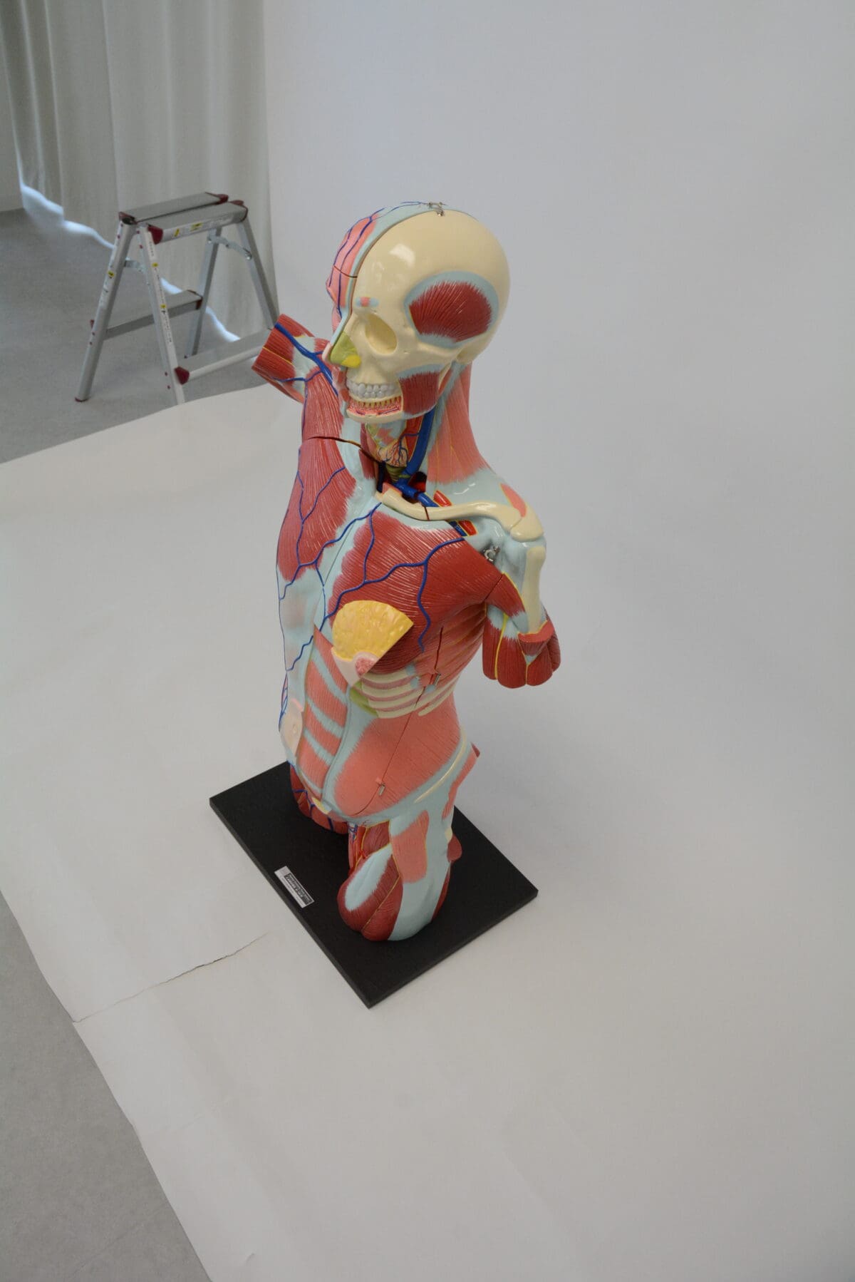 A1A Human Anatomy Torso (dual sex) - Image 5