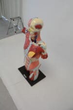 A1A Human Anatomy Torso (dual sex) - Image 5