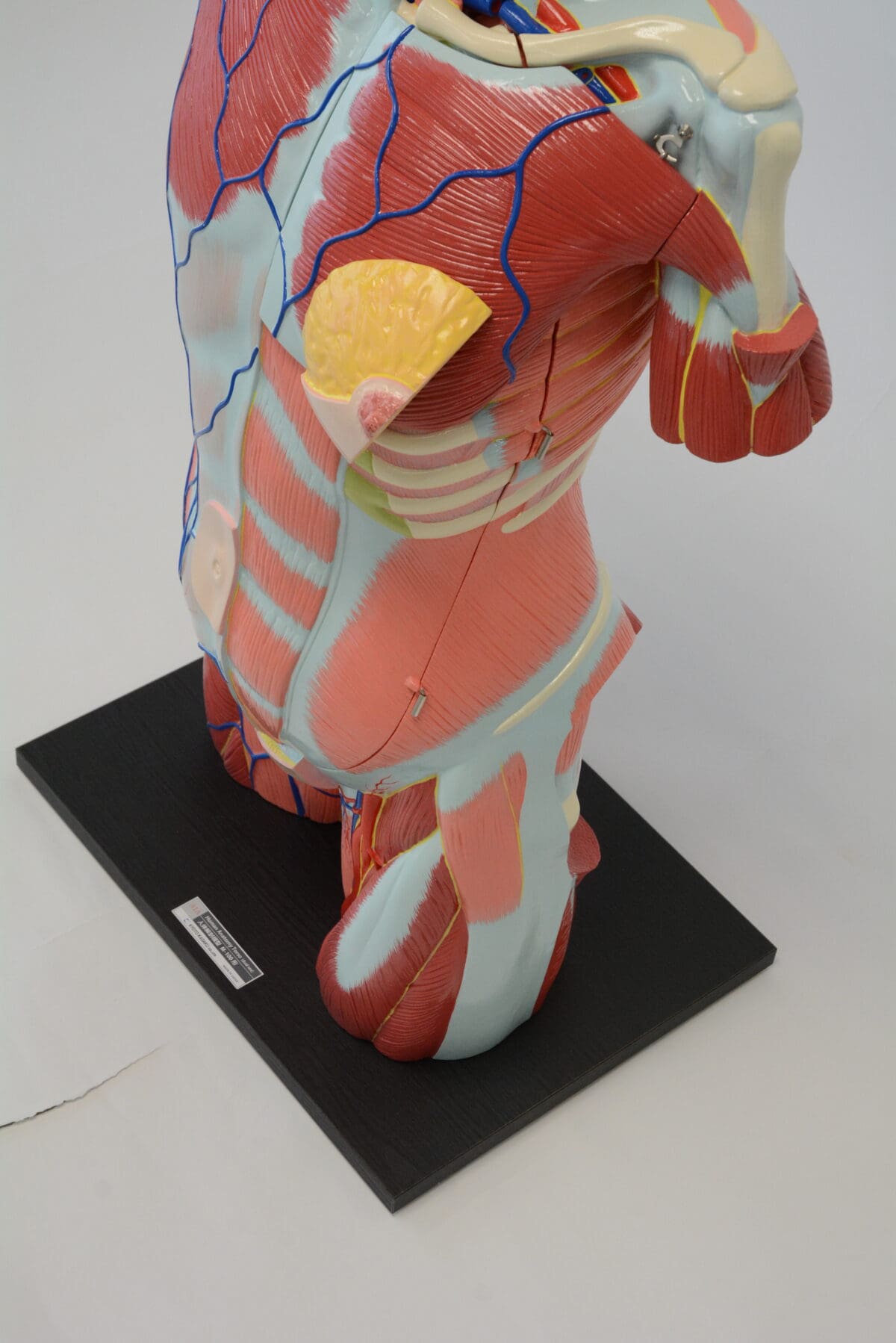 A1A Human Anatomy Torso (dual sex) - Image 4
