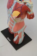 A1A Human Anatomy Torso (dual sex) - Image 4