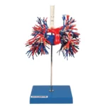 A48-1 Bronchus and Pulmonary Vessels Model