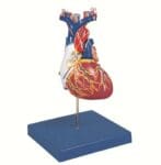 Anatomical