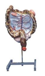 Intestines Model A71