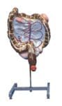 Intestines Model A71