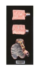 Intestines Model A71 - Image 2