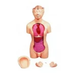 TM90-2 Junior Torso -Advanced Model