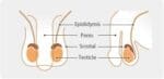 Normal Scrotum Ultrasound Phantom US-11 - Image 6