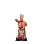 A1A Human Anatomy Torso (dual sex) - Image 3