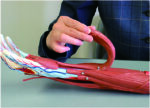 A2D Dissectible Anatomy of Arm (parts) - Image 3